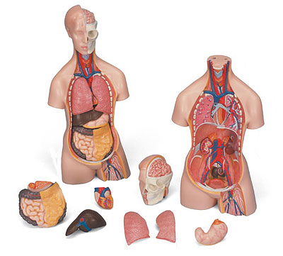 Miniatur-Torso