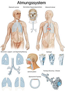 Das Atmungssystem
