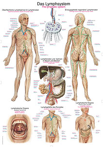 Das Lymphsystem